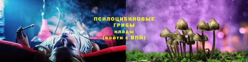 Галлюциногенные грибы Psilocybine cubensis  как найти закладки  Краснознаменск 